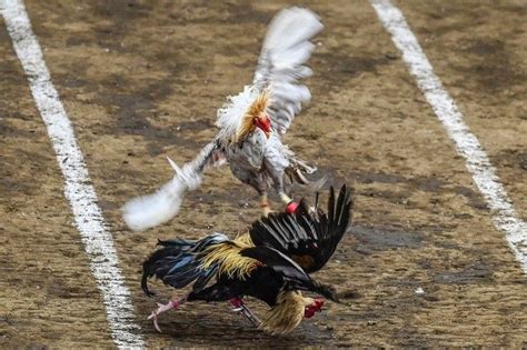 Top cockfighters gather anew in World Slasher Cup .